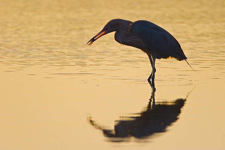 Rtelreiher Egretta rufescens Reddish Egret